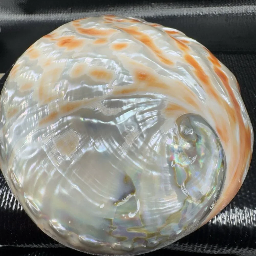 Natural Abalone Shell Large Dish Bowl Container Trinket Holder Iridescent Smooth